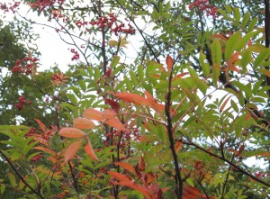 里山BONSAIイメージ３：ナナカマドの実と紅葉